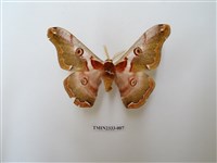 藏品(綠目天蠶蛾)的圖片